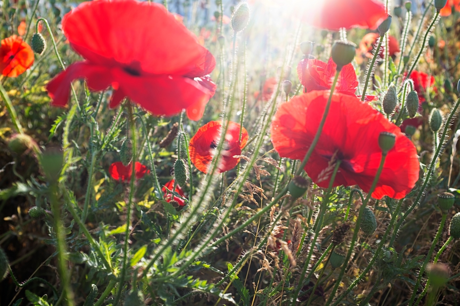 AWW Nature 092